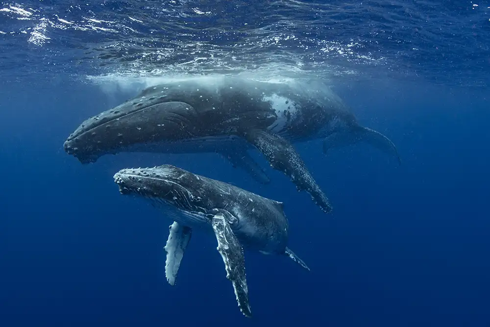 sortie baleine à la réunion